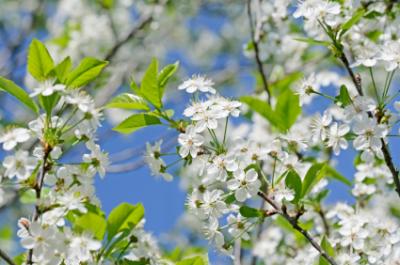blossom 1) (VERB) kwitnąć, zakwitać Most fruit trees blossom in spring. =  Większość drzew owocowych kwitnie na wiosnę. img: blossom.jpg categories:  synonim: bloom 2) (NOUN) kwiat, kwiecie (na drzewie, krzaku) categories:  Obrazek